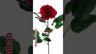 Rose day