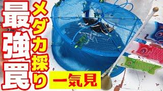 【一気見】100均にある"黒い謎物体"でメダカが大量に採れる！【謎ため池水槽化計画】