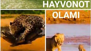 DAXSHAT!!! TOP-10 TIMSOH BILAN JANG QILGAN HAYVONOT // HAYVONOT OLAMI // YOVVOYI HAYVONLAR