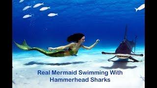 Professional Mermaid swimming with Hammerhead Sharks