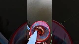 Part 04 | 在东北这个季节的黑坑确实有些难钓，鱼都变得狡猾了，不过别担心，咱有绝招和计谋 #黑坑盘老板 #鑫鑫爱钓鱼