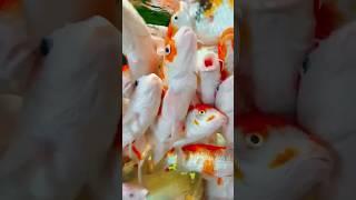 wow very beautiful  #viral #viralvideo #youtubeshorts #shorts #trending #funny #fypシ #fishing