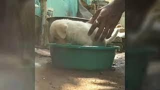 Julie's first bath | 2 month old Labrador first bath