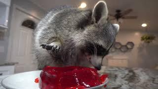 What happens when you give a raccoon Jell-O