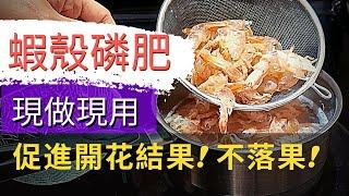 DIY Shrimp meal【自製有機肥】最簡單快速的蝦殼肥的做法和用法！快速用蝦殼自製磷肥、鈣肥！蝦殼肥的作用