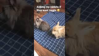 Rabbits are so smart 