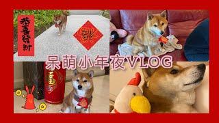 【柴柴呆萌】小年夜VLOG 柴犬幫忙大掃除？！