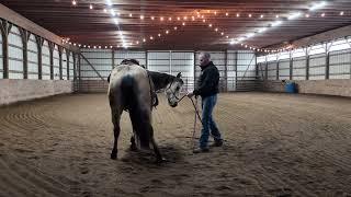 How to lunge a horse