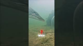 Why Do Fish Do This? #fishing #shorts