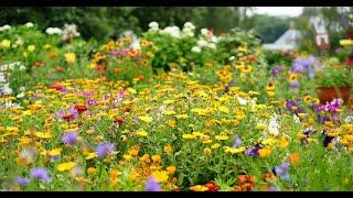 WALD UND WIESEN IMPRESSIONENforest and meadow impressionsBeautiful natureSpring*