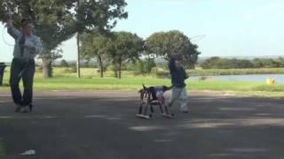 Speed Williams on Fast Lane Team Roping Dummy