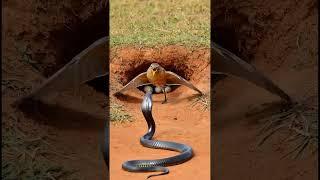A Bird Defends Her Nest From A Deadliest Snake and a Mongoose Senses Something Complete Wildlife