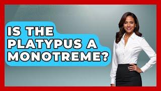 Is The Platypus A Monotreme? - The Wild Life Explorer