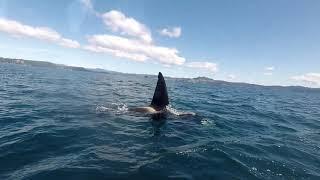 Glass bottom boat tour to Cathedral Cove | We saw the Killer Whales!! |