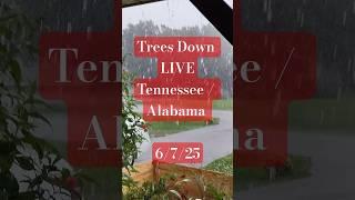 Trees down Alabama Tennessee state Line #breakingnews #storm #stormchasing #weather