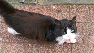 Helping Hungry Felines: A Guide to Feeding Stray Cats#catvideos #straycat #shorts