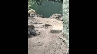 Zoologico Guadalajara (Guadalajara Zoo) pictures #zoo #mexico #guadalajara