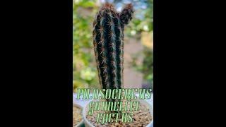 PILOSOCEREUS GOUNELLEI CACTUS 25 cm Long #cactuscollection