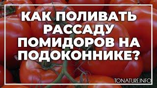 Как поливать рассаду помидоров на подоконнике? | toNature.Info