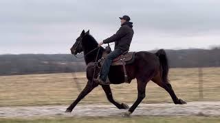 TK - Bay Standardbred Gelding