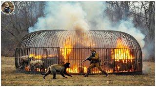 LIVE: How Do Hunters and Farmers Deal with Millions of Lions, Wild Monkeys, and Wild Boars by Guns?