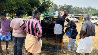 ലാഭമില്ലെങ്കിൽ 600 കിലോമീറ്റർ വണ്ടിയോടിച്ചു ഇവിടെ വന്നു പോത്തിനെ വാങ്ങുമോ Attingal Buffalo market