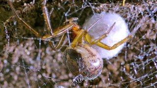 Noble False Widow spider with her hatching spiderlings - UHD 4K