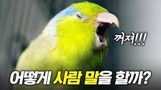 앵무새는 뜻은 알고 말하는 걸까?