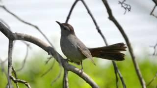 【12時間BGM】小鳥のさえずり 勉強、睡眠、作業用/12 Hours Birdsong, Sleep, Relaxation, Meditation