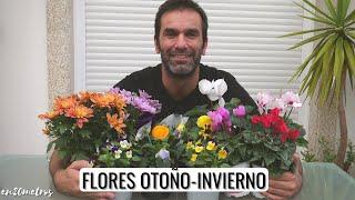 Las mejores FLORES PARA OTOÑO - INVIERNO: cuáles elegir y cómo cuidarlas || en20metros