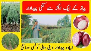 Onion| Payaz |Nursery |profitable Crop information Advanced Farming techniques