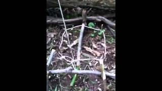 Spring snare trap : part 2