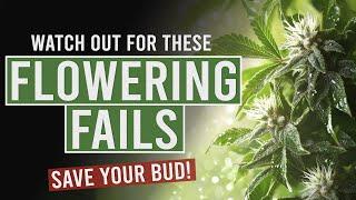 5 Major Flowering Fails You MUST Fix for a Better Harvest!