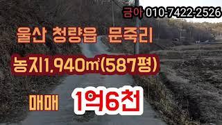 (매매  완료)   울주군청 건너편   가격 싼 농지 청량면 문죽리 1억6천