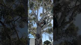 Gumtree prune #treesurgeon #gumtree #australia
