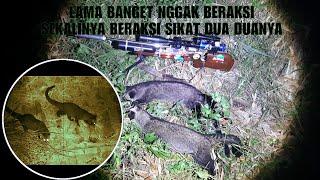 BERBURU MUSANG DOUBLE KILL |Musang pandan |musang luwaj