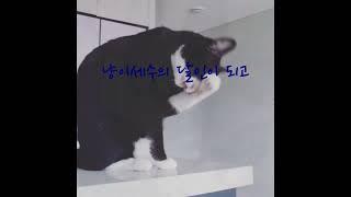 고양이 김미오의 과거