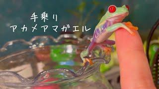 アカメアマガエルの魅力️可愛いさをお伝えします！I'm going to show you the charm of red-headed toads.