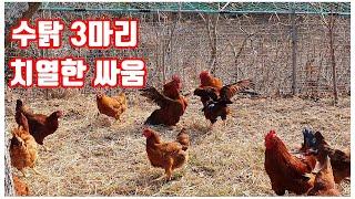 수탉 3마리가 치열하게 싸움을 합니다. 닭싸움 (Three roosters fight fiercely.)