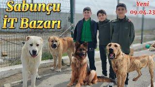 Sabunçu İT Bazarı Kanqal 150 azn Yeni Çəkiliş @mubarizemintv2271  #dogs #animals