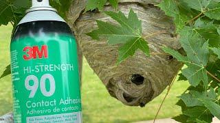 Hornet nest vs 3M spray adhesive. sticking wasp to the nest with glue.  Yellow jackets nest