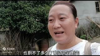 龙姐姐夫妻俩今天下午给柑橘树除草