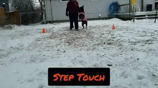 Awesome Obedience with Saga - Step Touch - 20201230