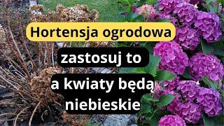 Jak szybko zmienić kolor kwiatów hortensji ogrodowych, jak przezimować hortensje ogrodowe