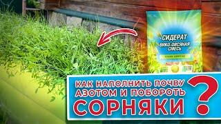 За сущие копейки!!! Как наполнить почву азотом и побороть сорняки