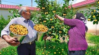 10000 YELLOW CHERRIES! HARVESTING CHERRY AND MAKE JAM & PIE!  RURAL LIFE VLOG