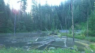 Jaw-Dropping Surprise Unearthed! #pnw #backcountry #nature