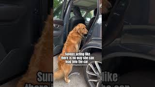 Watch my dog fool me  #goldenretriever #dog