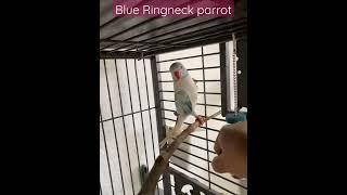 funny movement Blue Ringneck Parrot #funnyanimal #thebluechicken #ytshorts #viral #talkingparrot