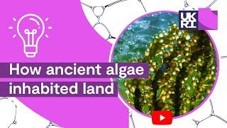 #Plant Life on Earth | How ancient #algae inhabited land